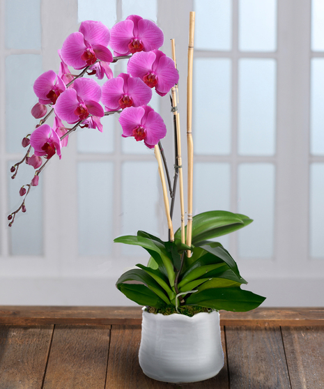Purple Phalaenopsis Orchid Plant, Carithers Flowers Atlanta