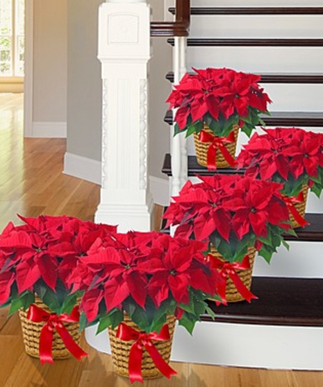 Christmas Poinsettias Atlanta GA