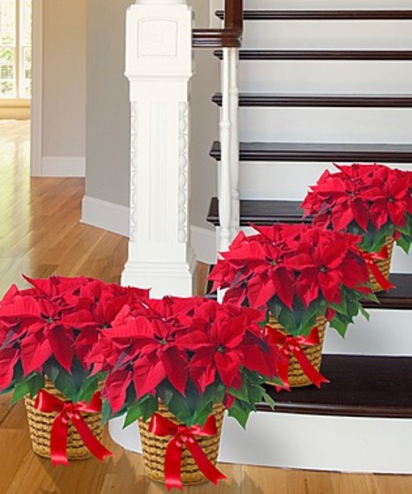 Christmas Poinsettias Atlanta GA