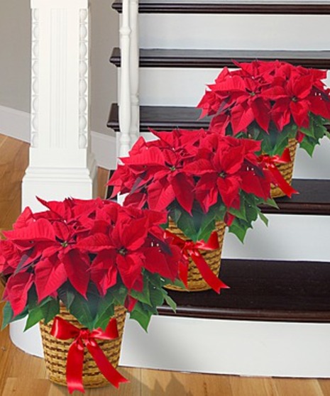 Christmas Poinsettias Atlanta GA