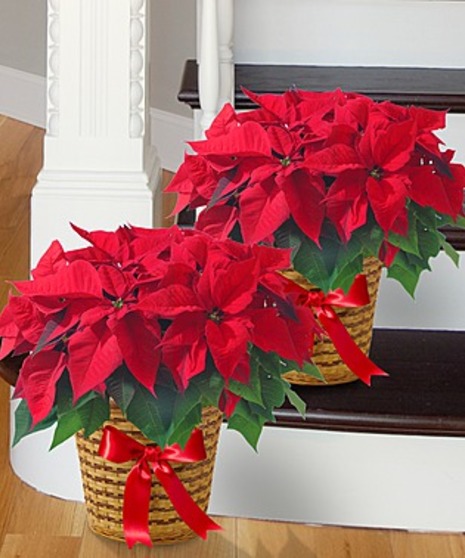 Christmas Poinsettias Atlanta GA