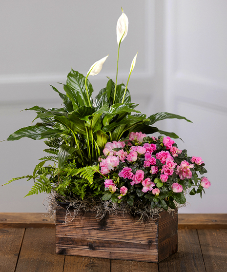 Flowering Pink Azalea & Peace Lily Planter