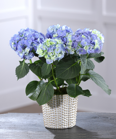 Hydrangea in Decor Container