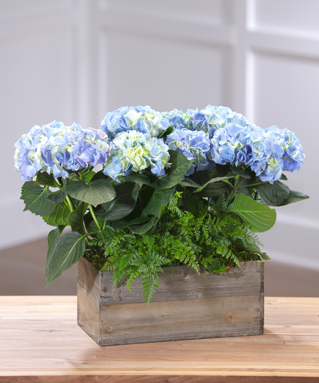 Flowering Hydrangea Garden