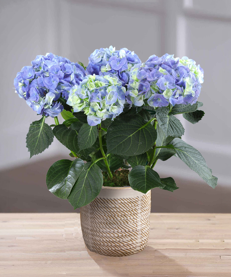 Hydrangea in Decor Container
