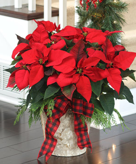 Deluxe Red Flowering Poinsettia