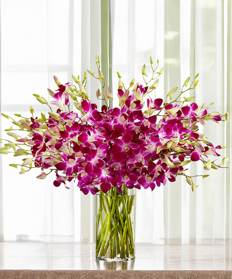 Tropical Dendrobium Orchids - Color: Exotic Purple