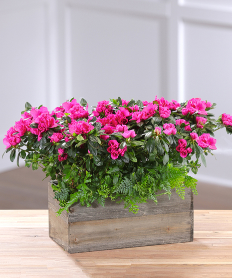 Flowering Azalea Garden - Red