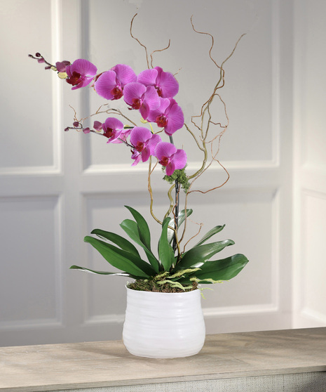 Purple Phalaenopsis Orchid Plant, Carithers Flowers Atlanta