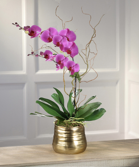 Double Purple Phalaenopsis Orchid - Decor Container