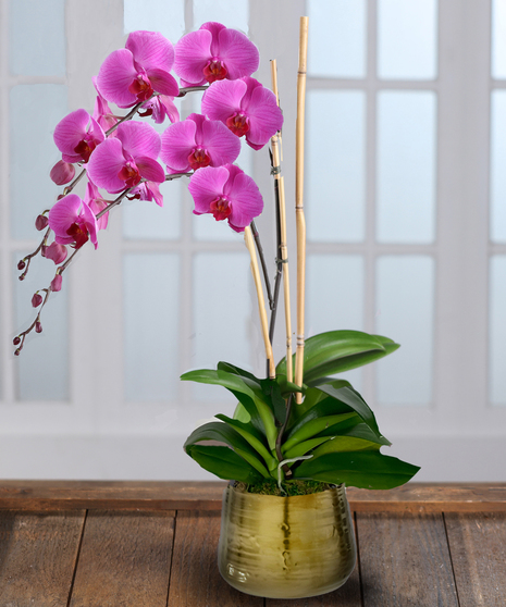 Double Purple Phalaenopsis Orchid - Decor Container