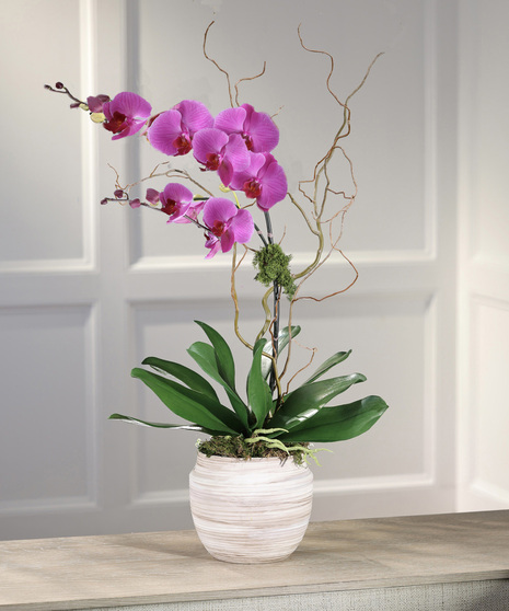 Double Purple Phalaenopsis Orchid - Ceramic Mocha Decor Container