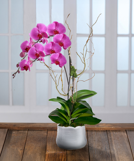 Purple Phalaenopsis Orchid Plant, Carithers Flowers Atlanta