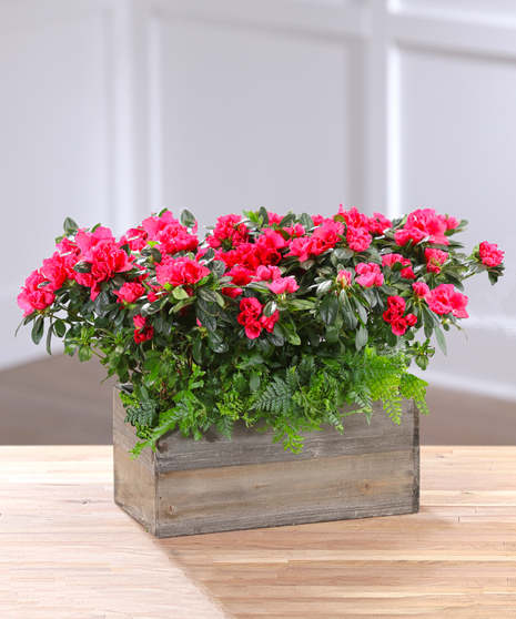 Flowering Azalea Garden -RED