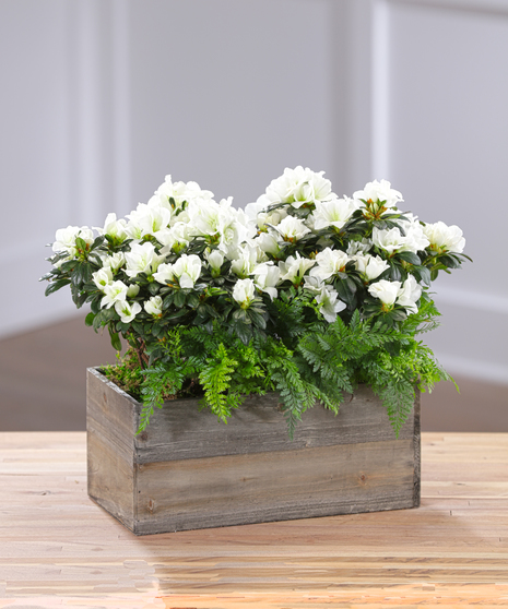 Flowering Azalea Garden Planter in your choice of Hot Pink, Red, White, Pink