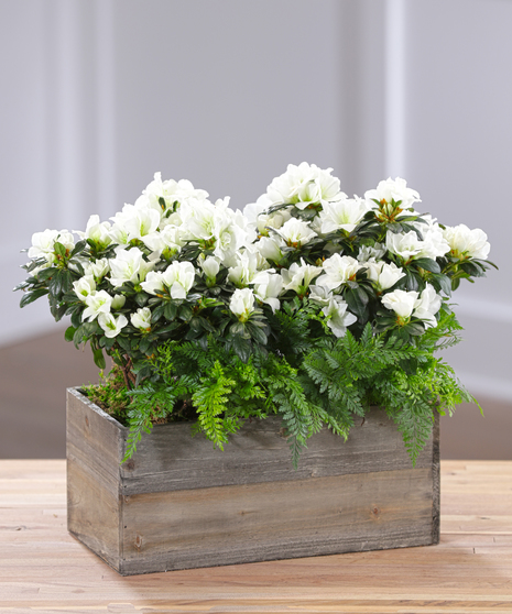 Flowering White Azalea Garden