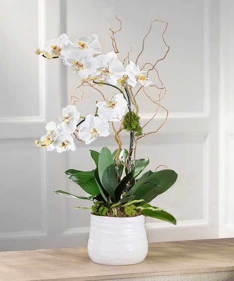 Double white Phalaenopsis Orchid Plant, Carithers Flowers Atlanta