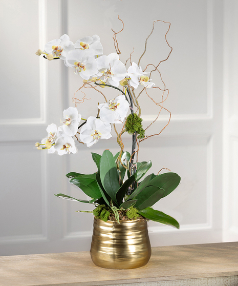 Double White Phalaenopsis - Gold Decor Container