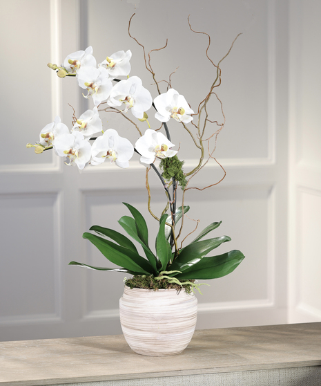 Double White Phalaenopsis Orchid - Ceramic Mocha Decor Container