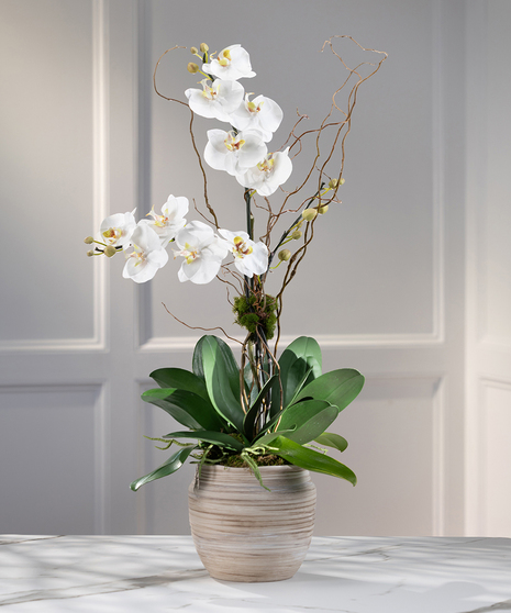 Double White Phalaenopsis Orchid - Decor Container
