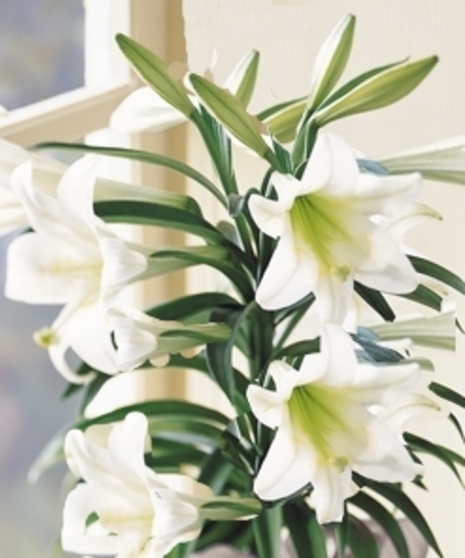 Easter Lilies for same day delivery