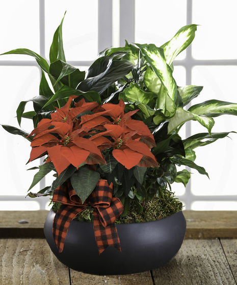 Holiday Garden Planter with Flowering Poinsettia