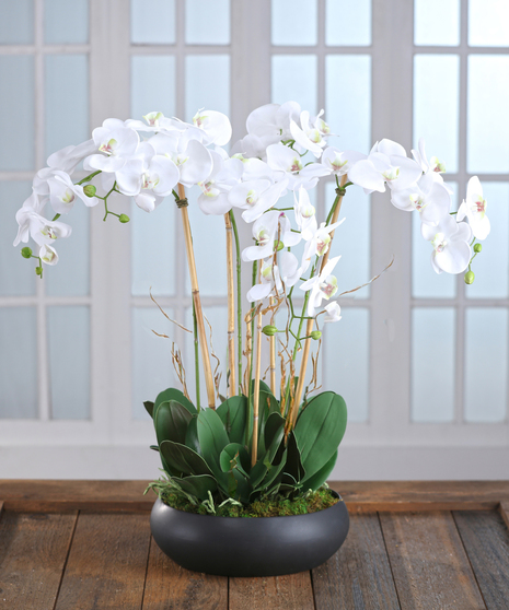 Carithers Flowers Orchid Garden featuring exotic white phalaenopsis orchids in a decor container