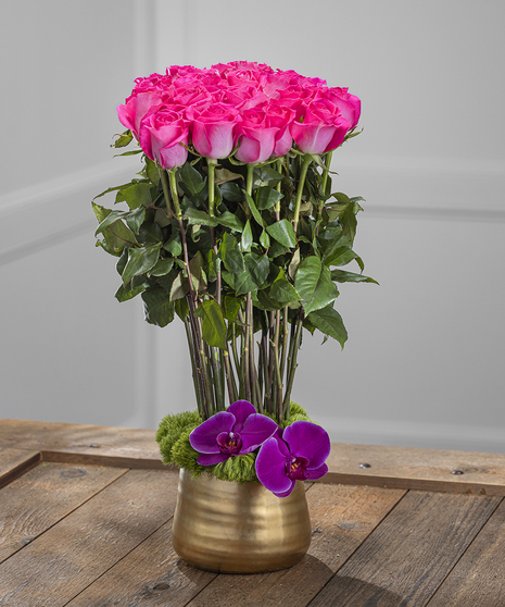 Hot Pink Roses