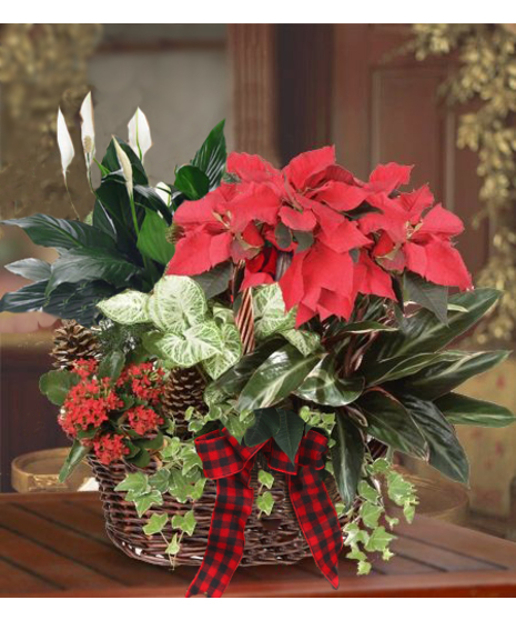 Large Holiday Flowering Garden