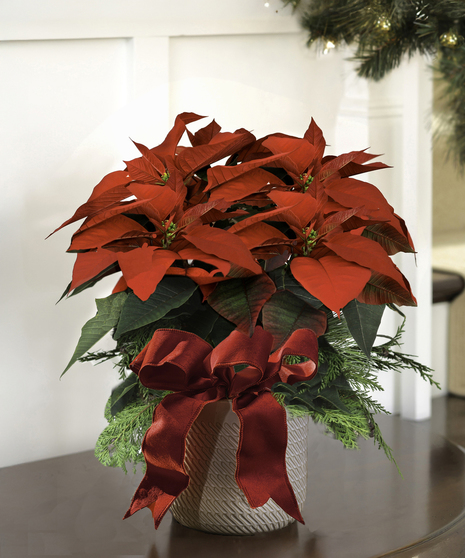 Holiday Poinsettias - White Ceramic Decor Container