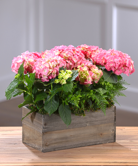 Hydrangea Garden - Pink