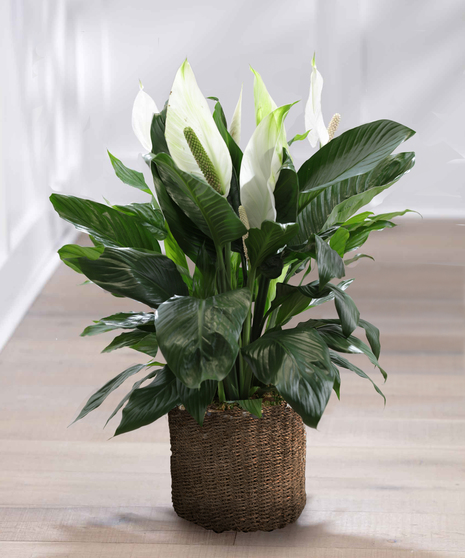 Large Peace Lily Floor Plant - Seasonal Basket