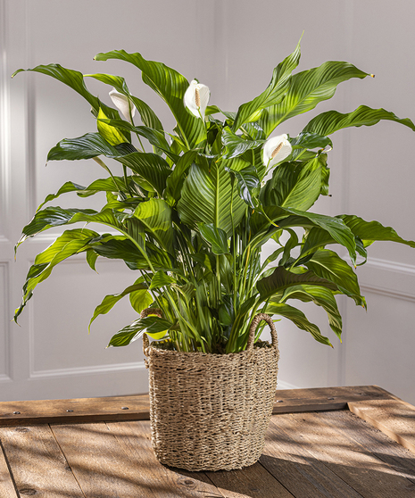 Peace Lily Spathiphyllum Green Plants