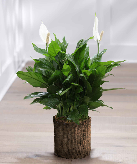 Sympathy Plants & Gardens 