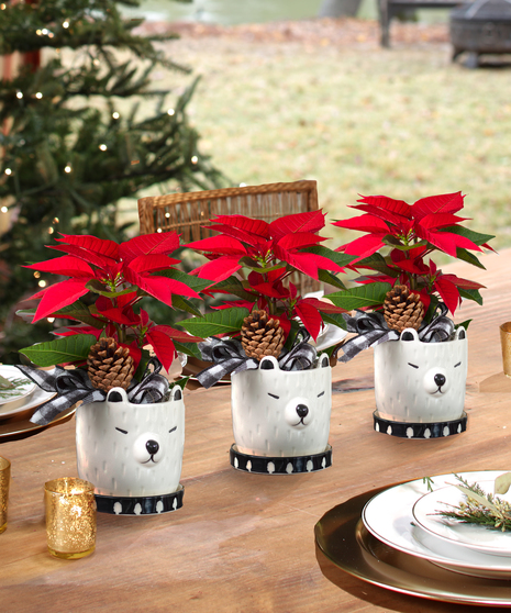 Merry Bear-ry Poinsettia Centerpiece