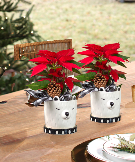 Poinsettia Holiday planter 