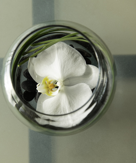 Contemporary White Orchid in Bubble Bowl