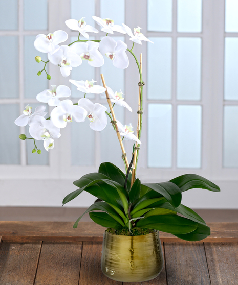 Double White Phalaenopsis Orchid - Decor Container