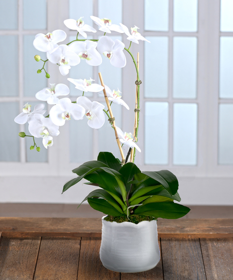 Double white Phalaenopsis Orchid Plant, Carithers Flowers Atlanta