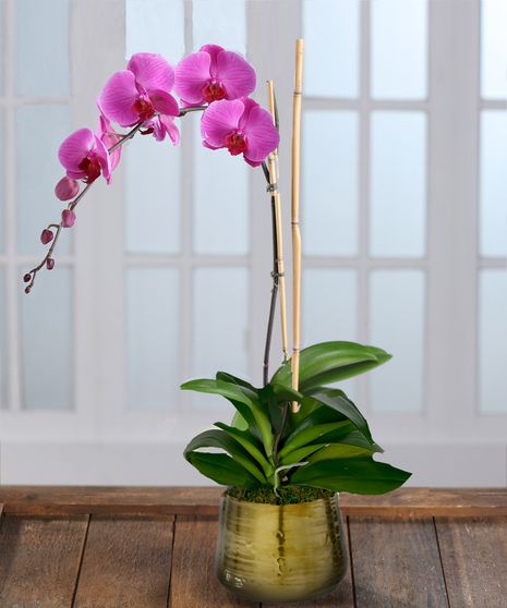 Purple Phalaenopsis Orchid in Decor Container