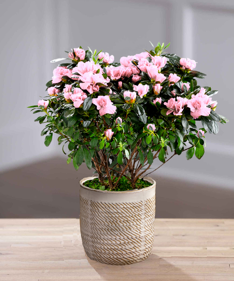 Pink Azalea in Decor Container