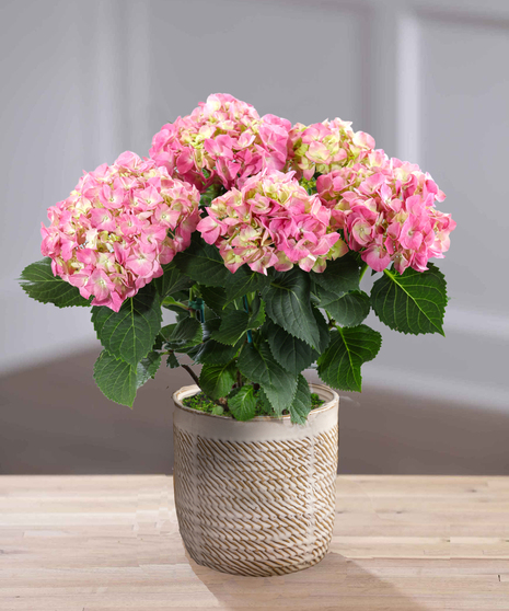 Pink Hydrangea in Decor Container