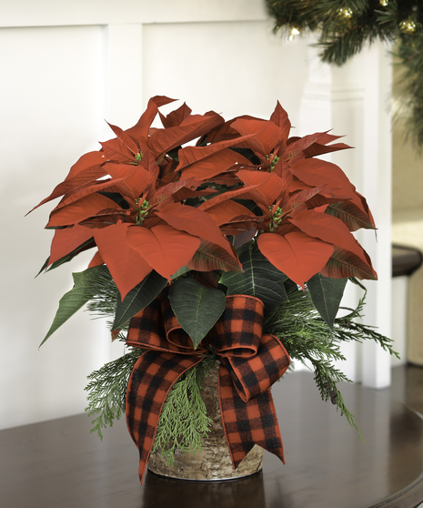 Holiday Poinsettias
