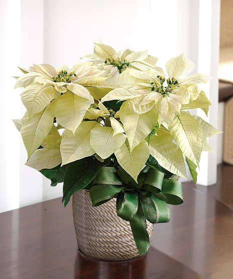 Winter White Poinsettia
