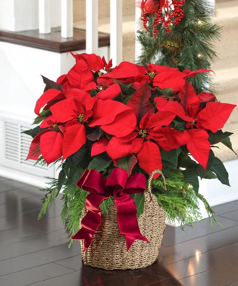 Deluxe Red Flowering Poinsettia