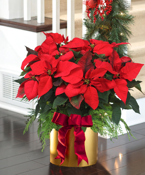Deluxe Poinsettia in Gold Container - (8-12 Blooms, 19