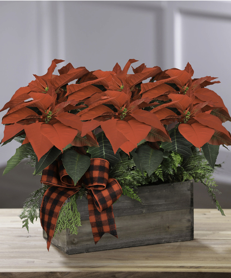 Double Poinsettia Planter