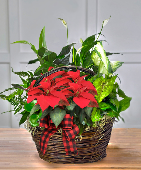 Holiday European Garden Basket with Poinsettia