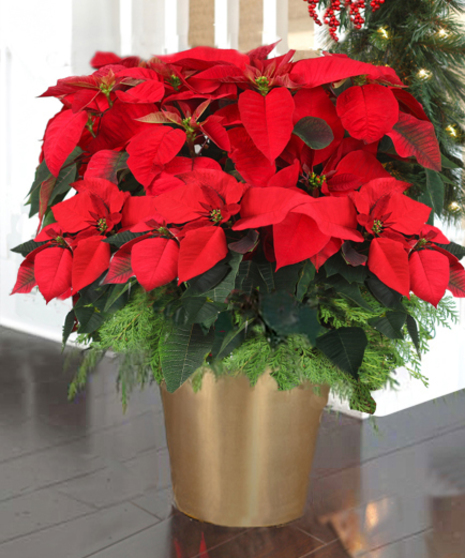 Premium Poinsettia - (15+ Blooms, 28