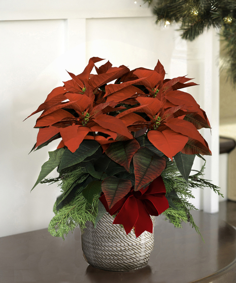 Holiday Poinsettias - White Ceramic Decor Container